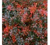 Барбарис Средний Ред Джевел (Red Jewel)С2